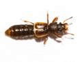 probable Bledius bicornis